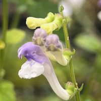 Isodon japonicus